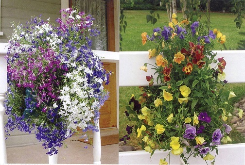 #0055 Two Sun Loving Saddlebag Seed Kits Mixed Pansy & Mixed Lobelia