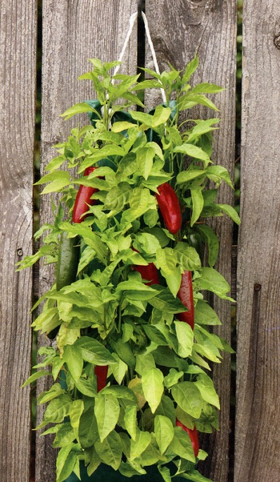 #0050 Jalapeno Pepper Hanging Garden
