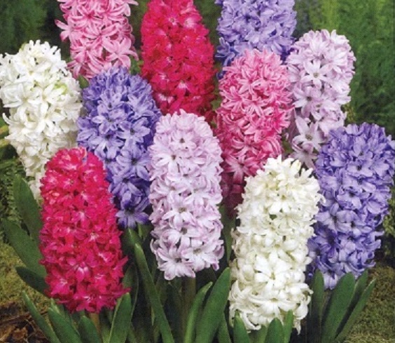 #0011 Mixed Hyacinths 3 Bulbs